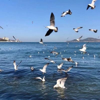 امیر خان avatar